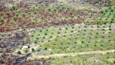 DAYA SAING KEBUN SAWIT : Perpres ISPO Diharap Terbit Tahun Ini