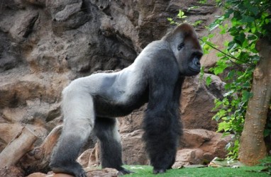 Gorila Ragunan akan 'Dijodohkan' dengan Gorila Ueno
