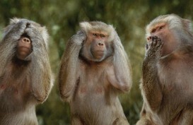 Hutan Monkey Forest Ubud Terus Diperluas Jadi 22 Ha
