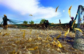 Penjualan Pakan Udang 2017 Turun 23%