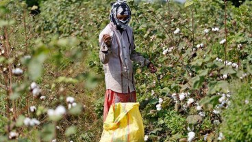 Produksi Kapas India Bakal Lebih Rendah