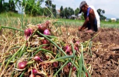 Garap Petani Bawang Alahan Panjang, BNI Kenalkan Kartu Tani