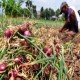 Garap Petani Bawang Alahan Panjang, BNI Kenalkan Kartu Tani