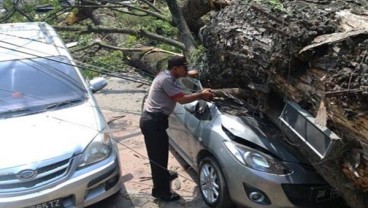 Hujan Deras dan Angin Kencang Landa Bandung, Tiga Pohon Tumbang