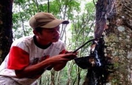 Petani Bengkulu Ganti Karet dengan Sawit