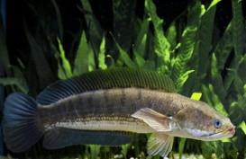 Denpasar Berencana Kembangkan Ikan Gabus di Aliran Sungai