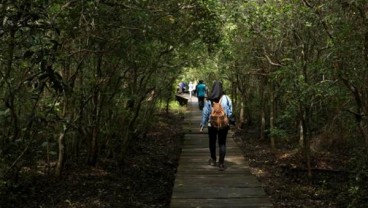 WISATA ALAM: Melihat Eksotisme Bekantan Langsung dari Habitatnya   