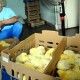 Kementan: Impor Bibit Ayam untuk Cadangan