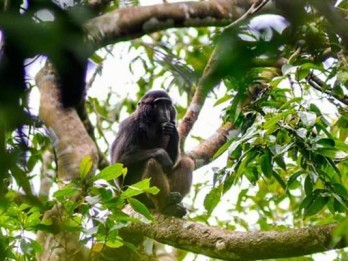 Kelaparan, Sekawanan Monyet Serbu Permukiman Warga di Sukabumi