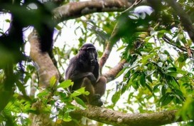Kelaparan, Sekawanan Monyet Serbu Permukiman Warga di Sukabumi