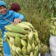 Perhutanan Sosial: Jokowi Akan Panen Jagung di Tuban