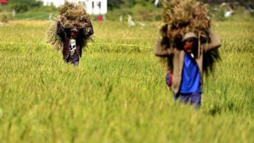 Kuala Kampar Miliki 5.000 Ha Sawah Produktif, Produksi 13.800 Ton Beras