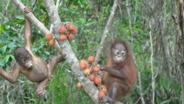 Pengunjung yang Melemparkan Rokok ke Orang Utan Akhirnya Menyerahkan Diri