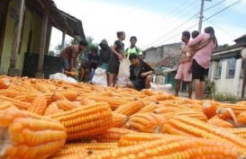 Sulsel Mulai Ekspor 60.000 Ton Jagung ke Filipina