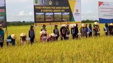 Petani Kaltim Didorong Tanam Padi Organik