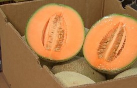 Bandung Terbebas Dari Melon Impor