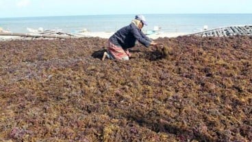 Klaster Rumput Laut untuk Wilayah Timur sedang Dibangun