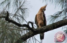 Nusa Tenggara Timur Keluarkan Kuota Burung Suvenir 2018