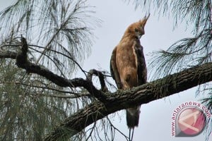 Nusa Tenggara Timur Keluarkan Kuota Burung Suvenir 2018