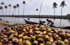 Peremajaan Kelapa di Sulawesi Tengah Perlu Dukungan Petani dan Pemda