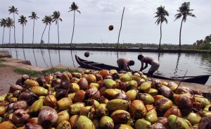 Peremajaan Kelapa di Sulawesi Tengah Perlu Dukungan Petani dan Pemda