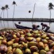 Peremajaan Kelapa di Sulawesi Tengah Perlu Dukungan Petani dan Pemda