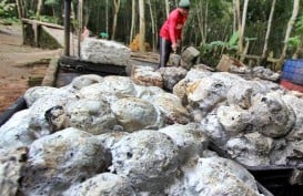 Perbankan Diminta Sentuh Petani Karet Sumsel