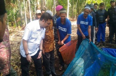 BRG Dorong Warga Meranti Budidaya Ikan di Air Gambut