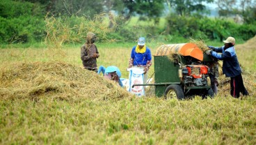 Masa Panen Berlalu, Harga Beras di Kudus Mulai Naik