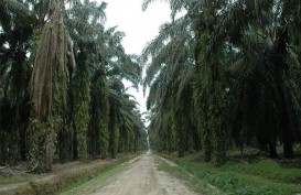 KELAPA SAWIT: GAR Berusaha Penuhi Pasar Premium