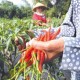 Manajemen Waktu Dongkrak Pendapatan Petani Cabai Banyuwangi