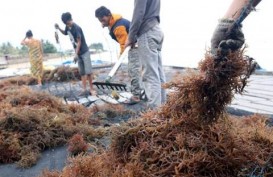 Ekspor Rumput Laut Indonesia Hadapi Tantangan Pencabutan Status Organik Amerika