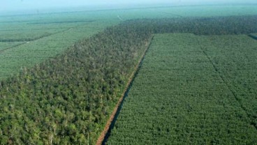 PENCADANGAN LAHAN KEHUTANAN  : Pengakuan Hutan Adat Beri Kepastian Hukum