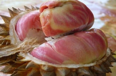 Durian Pelangi Selalu Bikin Penasaran