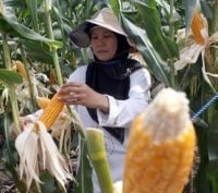 Sumbawa Targetkan Produksi Jagung 1 Juta Ton Tahun Ini