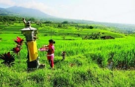 Perkembangan Agrowisata Sokong Kunjungan Wisatawan ke Bali