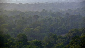 Pengakuan Hutan Adat Kaltim Masih Minim, Perlu Penguatan Regulasi Daerah