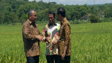 Kelompok Tani: Panen Raya Normal