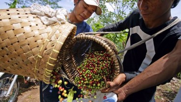 Produksi Robusta di Brasil Tinggi, Harga Kopi Tertekan