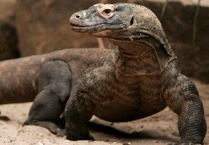 Taman Nasional Komodo Gelar Patroli Perairan Cegah Tindakan Ilegal