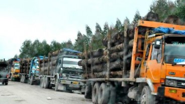 Penebang Ilegal Incar Kayu Sonokeling Hutan Negara NTB