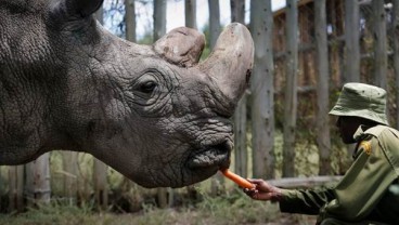 Badak Putih Jantan Terakhir di Dunia Mati, Ini Tanggapan Hamish Daud