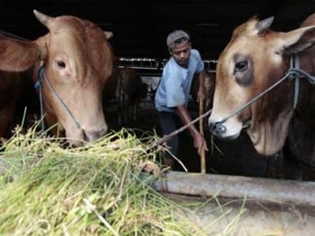 Pemerintah Targetkan 2,5 Juta Anak Sapi Lahir Tahun Ini