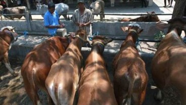 STOK SAPI, Pedagang di Bandarlampung Klaim Persediaan Aman