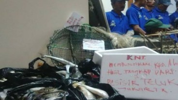 Susi Imbau Suku Kamoro Tak Tangkap Kepiting Bertelur