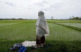 Potensi Sawah di Bombana, Sultra, Baru Tergarap 48 Persen