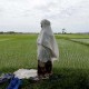 Potensi Sawah di Bombana, Sultra, Baru Tergarap 48 Persen