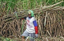 Kementan Ajukan Penaikan HPP Gula Tani