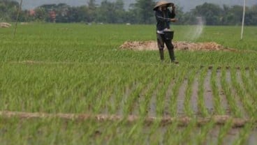 Bali Mulai Gencar Tanam Beras Khusus