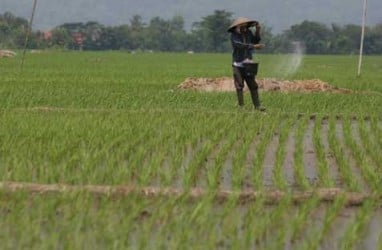 Bali Mulai Gencar Tanam Beras Khusus